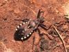 Rhynocoris erythropus